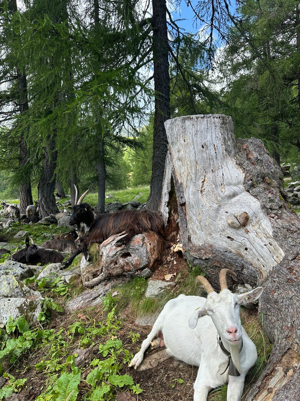 Giornata in alpeggio