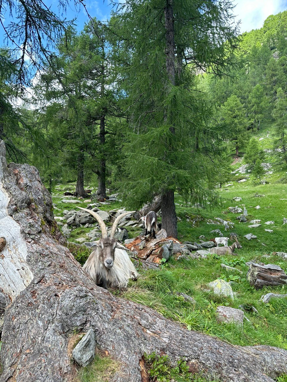 Weekend in alpeggio