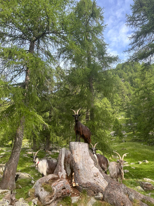 Giornata in alpeggio