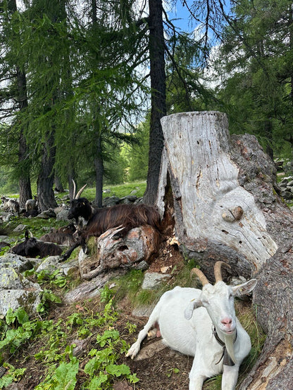 Giornata in alpeggio